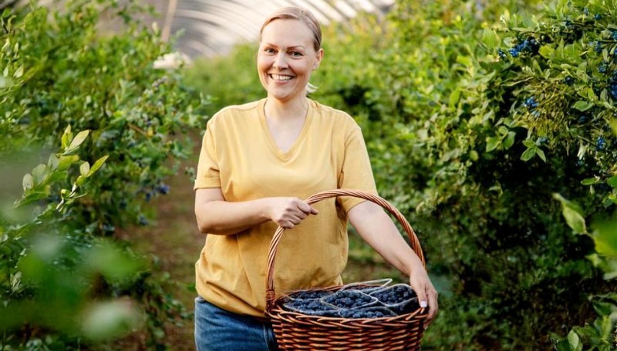 Боровинки от градините на с. Динк до рафтовете на Kaufland България