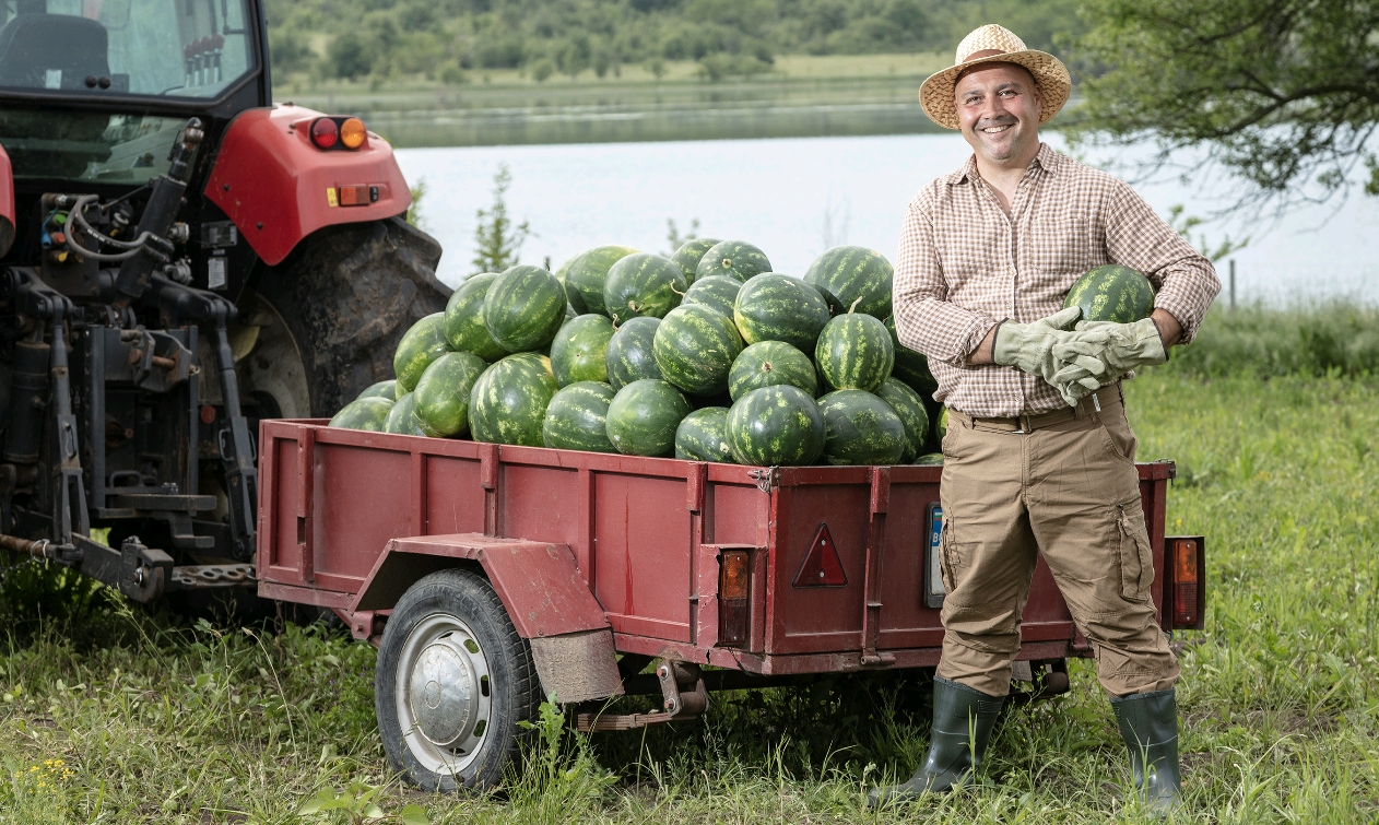 Как да изберем най-сладката диня?